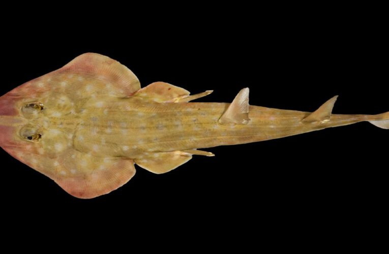 "Guitar shark" among the 866 new marine species discovered in ocean