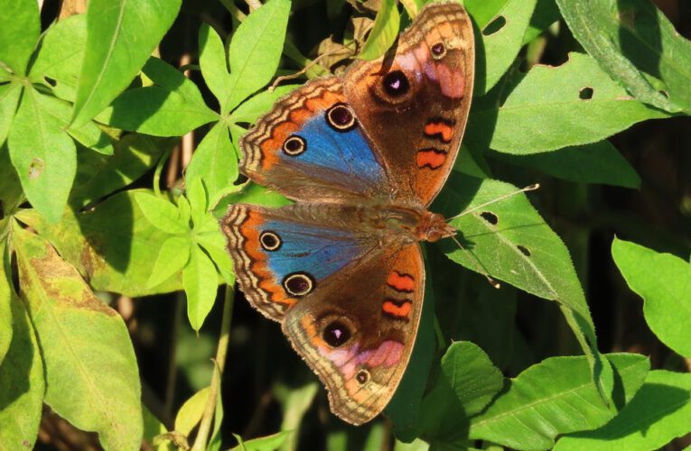 22% of butterflies in U.S. disappeared in 2 decades, study finds