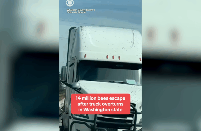 14 million bees loose after truck overturns in Washington state