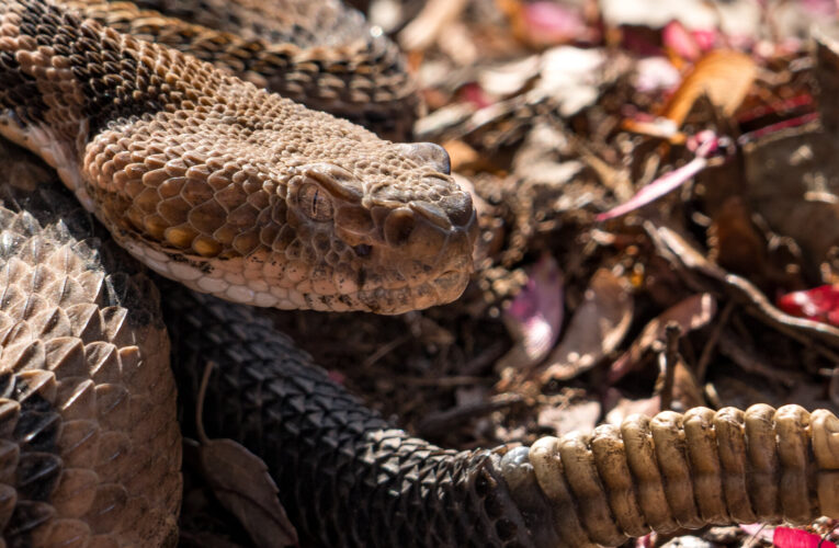 Hiker in Tennessee Who Picked Up a Venomous Snake Dies After Being Bitten