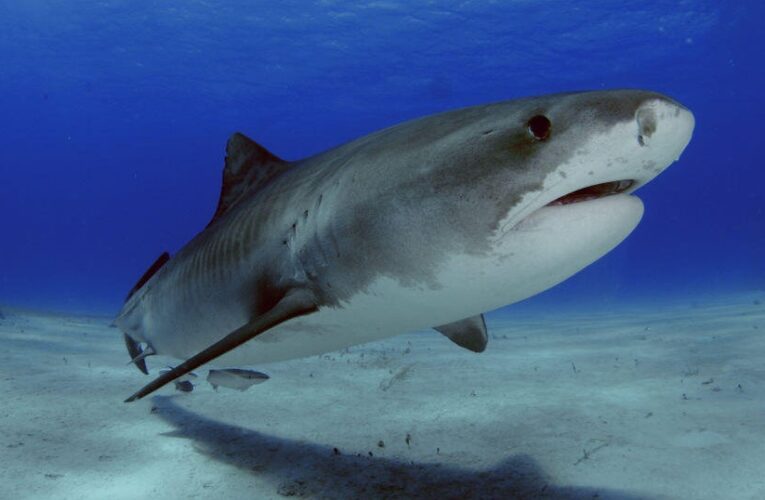 U.S. tourist attacked by a shark while spearfishing in the Bahamas