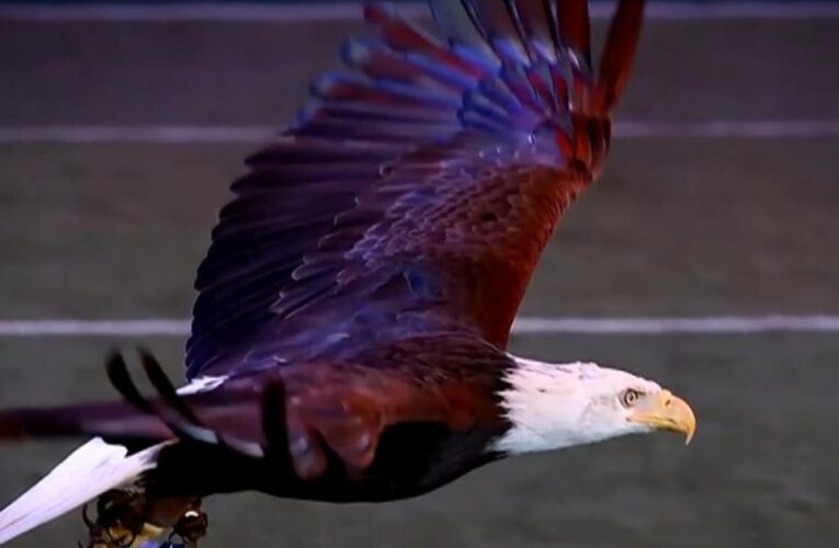 Meet Lincoln, the "lucky charm" of the Philadelphia Eagles